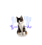 実家ねこわさび（個別スタンプ：19）