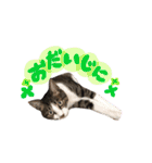 実家ねこわさび（個別スタンプ：20）