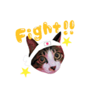 実家ねこわさび（個別スタンプ：21）