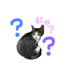 実家ねこわさび（個別スタンプ：23）