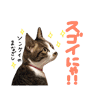 実家ねこわさび（個別スタンプ：24）