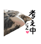 実家ねこわさび（個別スタンプ：25）