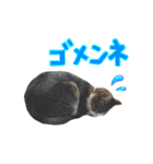 実家ねこわさび（個別スタンプ：27）