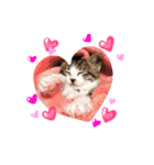 実家ねこわさび（個別スタンプ：28）