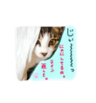 実家ねこわさび（個別スタンプ：29）