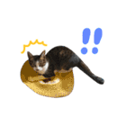 実家ねこわさび（個別スタンプ：31）