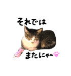 実家ねこわさび（個別スタンプ：32）