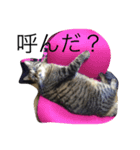 ちびたくんのスタンプ（個別スタンプ：2）