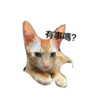 cat！dog（個別スタンプ：1）