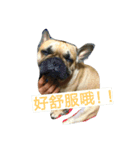 cat！dog（個別スタンプ：2）