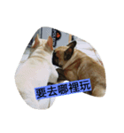 cat！dog（個別スタンプ：4）
