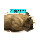 cat！dog（個別スタンプ：5）