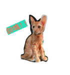 cat！dog（個別スタンプ：6）