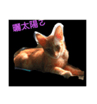 cat！dog（個別スタンプ：7）