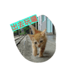 cat！dog（個別スタンプ：8）