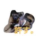 るいちゃんスタンプ1（個別スタンプ：3）
