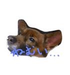 るいちゃんスタンプ1（個別スタンプ：7）