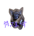 るいちゃんスタンプ1（個別スタンプ：13）
