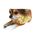 ちぃ。（個別スタンプ：1）