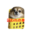 ちぃ。（個別スタンプ：6）