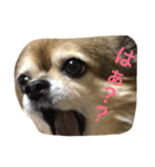 ちぃ。（個別スタンプ：12）