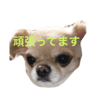 福夢さん2（個別スタンプ：12）