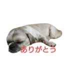 ペットのアイス（個別スタンプ：2）