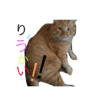 buuchan！1（個別スタンプ：1）