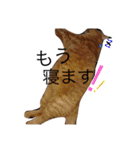 buuchan！1（個別スタンプ：6）