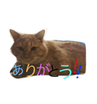 buuchan！1（個別スタンプ：8）