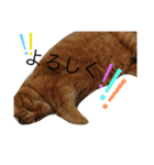 buuchan！1（個別スタンプ：9）