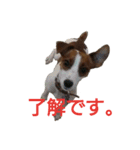 マイ ジャックラッセルテリア 24h. 2（個別スタンプ：2）