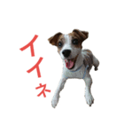 マイ ジャックラッセルテリア 24h. 2（個別スタンプ：4）