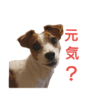 マイ ジャックラッセルテリア 24h. 2（個別スタンプ：9）
