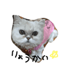 ごろとまり（個別スタンプ：11）