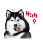 Husky Gang 2 (EN)（個別スタンプ：15）