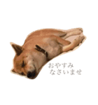 柴犬 はな 2（個別スタンプ：1）