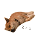 柴犬 はな 2（個別スタンプ：2）