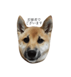 柴犬 はな 2（個別スタンプ：3）