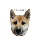 柴犬 はな 2（個別スタンプ：4）