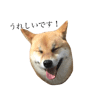 柴犬 はな 2（個別スタンプ：6）