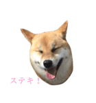 柴犬 はな 2（個別スタンプ：7）
