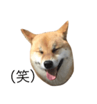 柴犬 はな 2（個別スタンプ：8）