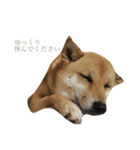 柴犬 はな 2（個別スタンプ：9）