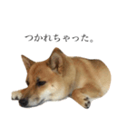柴犬 はな 2（個別スタンプ：10）
