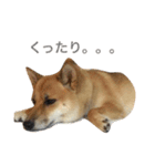 柴犬 はな 2（個別スタンプ：11）