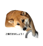 柴犬 はな 2（個別スタンプ：12）