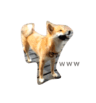 柴犬 はな 2（個別スタンプ：13）