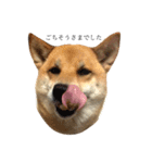 柴犬 はな 2（個別スタンプ：14）