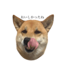 柴犬 はな 2（個別スタンプ：15）